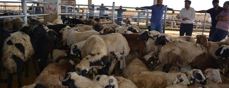 Kurban satıcıları hareketlilikten memnun