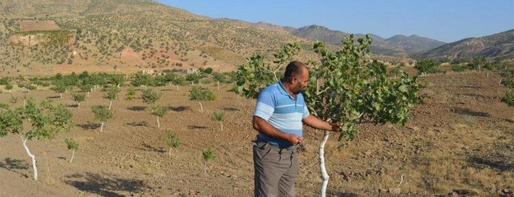 Yıllardır uğraştıkları fıstıklardan verim almıyorlar