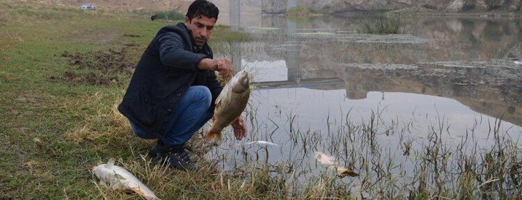 Dicle Nehri'nde zehirli yem ile balık avı iddiası