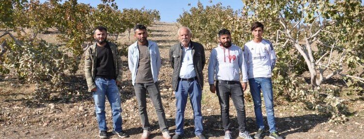 19 yıllık emeği fıstık ağaçlarını kestiler