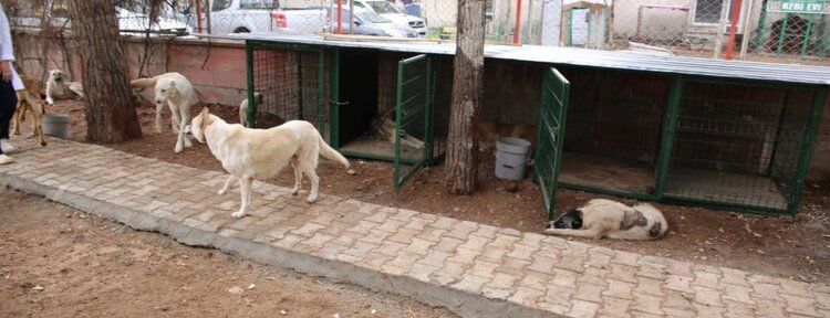 Kedi ve köpeklere yeni barınaklar yapıldı