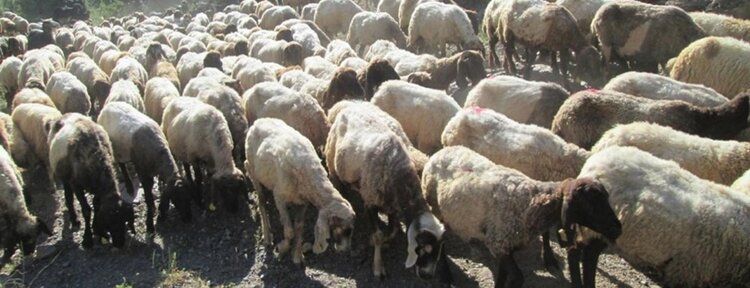 "Hayvanlara aile hekimliği uygulaması güzel ama işletmelere destek verilmesi lazım"
