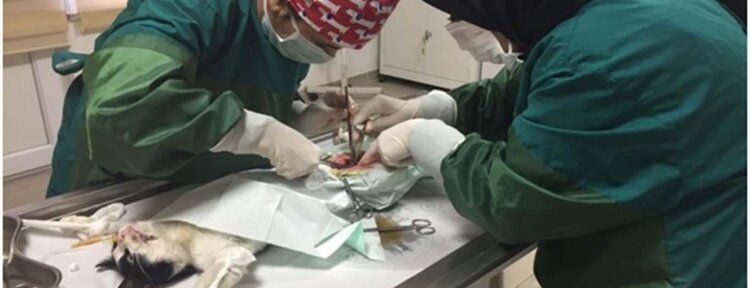Yaralı kediye fıtık ameliyatı yapıldı