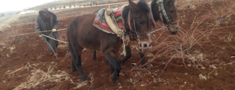 Gercüş köyleri karasabandan vazgeçmiyor