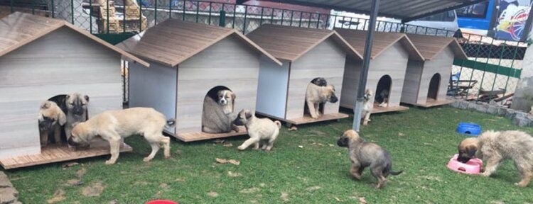 Yavru köpekler artık üşümeyecek