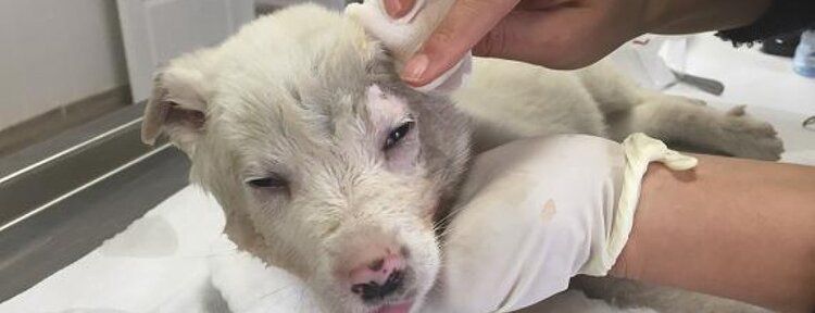 Yavru köpeğe erken müdahale göz kurtardı