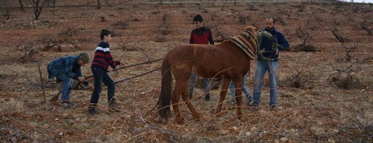 Traktörün girmediği tarlalar atla sürülüyor