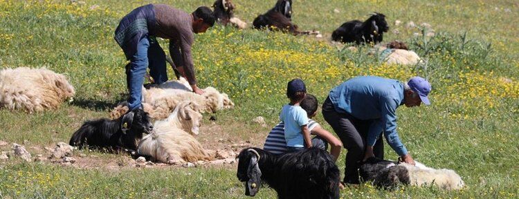 Koyun kırkma dönemi başladı