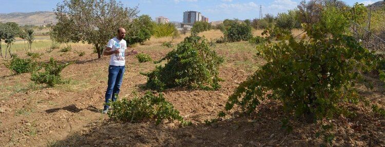 Bağlardaki hastalık ve verimsizlik çiftçiyi endişelendiriyor