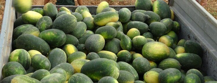 Gercüş’te karpuz hasadı başladı