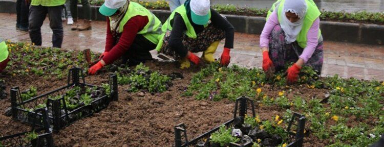 Batman, kış çiçekleriyle donatılıyor
