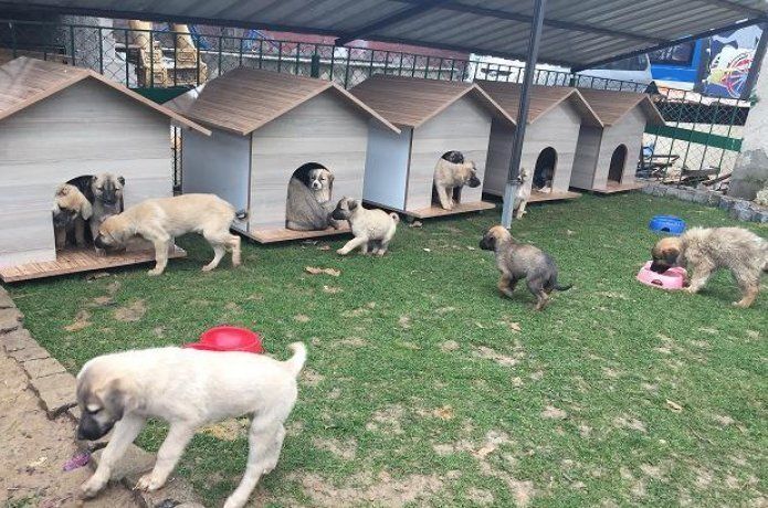 2288 hayvanın bakım ve tedavisi yapıldı
