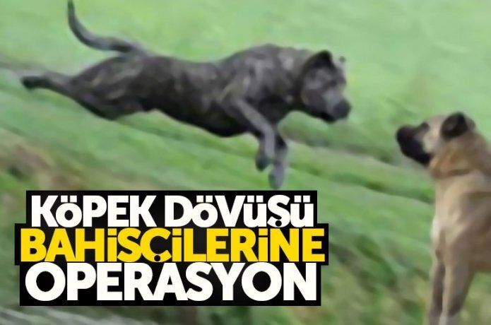 Köpek ve horoz dövüştürenlere idari para cezası verildi