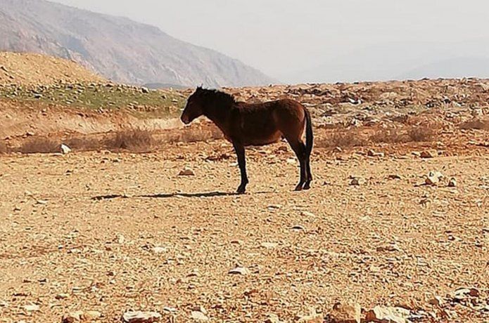 Atların ateşli silahla vurulması tepkiye neden oldu