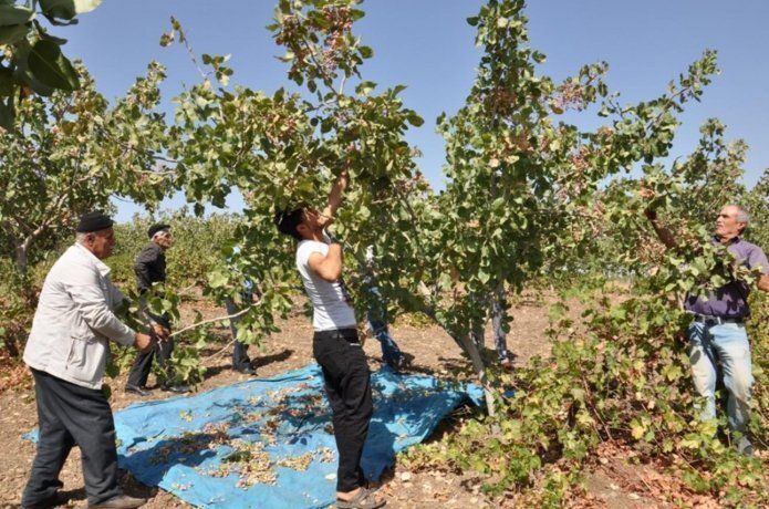 Fıstık üreticileri destek bekliyor