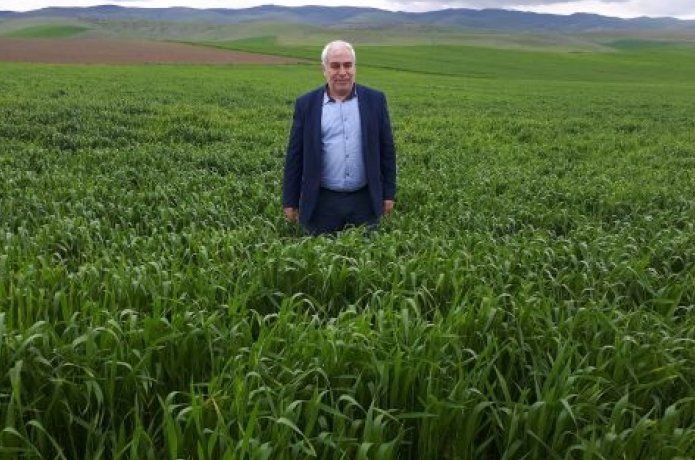 Yağışlar çiftçiyi sevindirdi