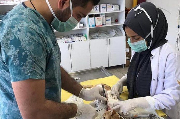 Yaralı kedinin hayatını kurtardılar