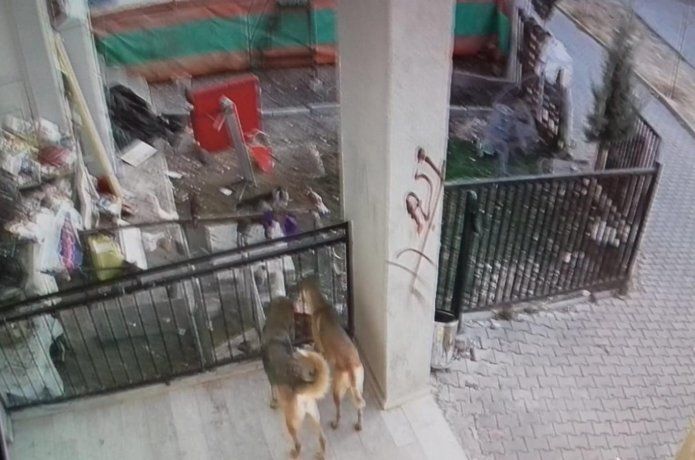 Sokak köpekleri 25 küçükbaş hayvanı telef etti