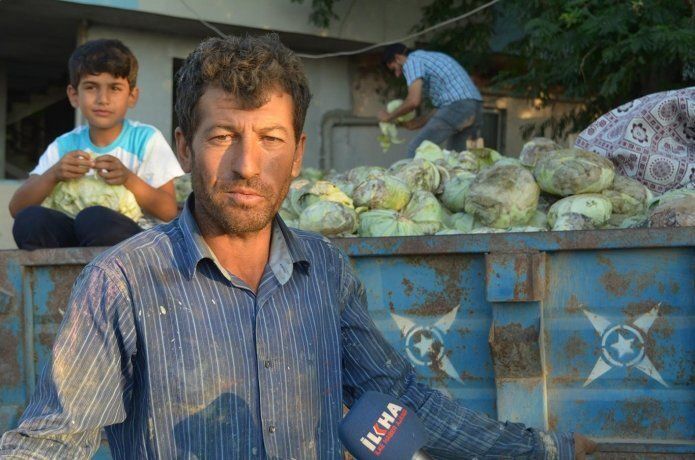 Hasadı yapılan tonlarca lahana çürümeye terk edildi