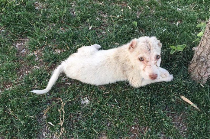 Elektrik panosuna hapsedilen yavru köpeği vatandaşlar kurtardı