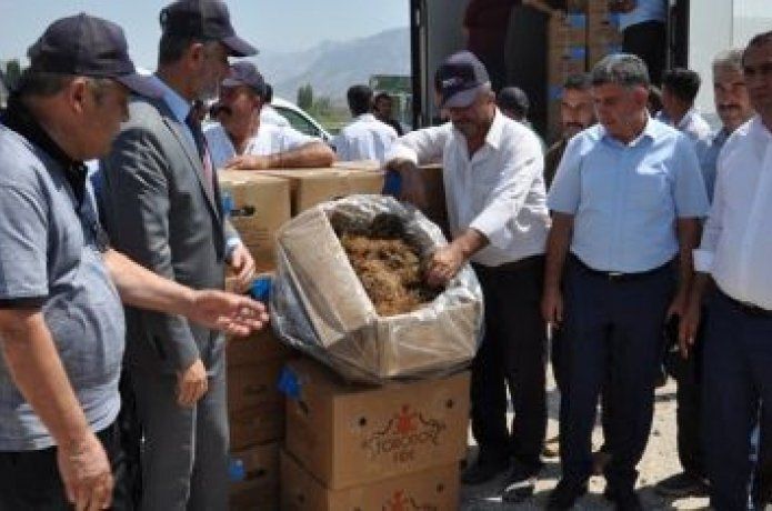 Çilek üreticilerine 97 Bin fidan dağıtıldı