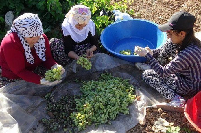 Üzüm kurutma mevsimi başladı