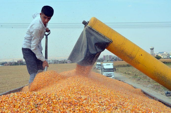 Düşük verim ve yüksek maliyetler gölgesinde mısır hasadı