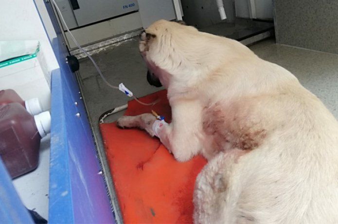 Sokak köpeğine müdahale