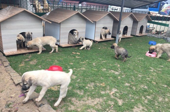 Bir haftada 50 yaralı köpeği tedavi ettiler