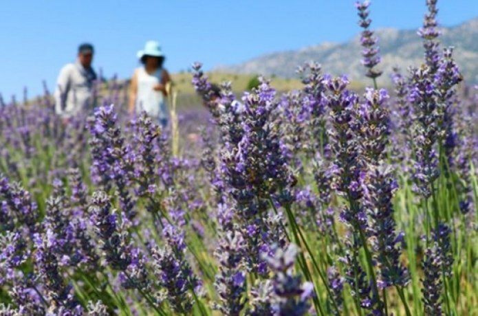 Tıbbi Aromatik Bitki Yetiştiriciliği Projesi hayata geçiriliyor