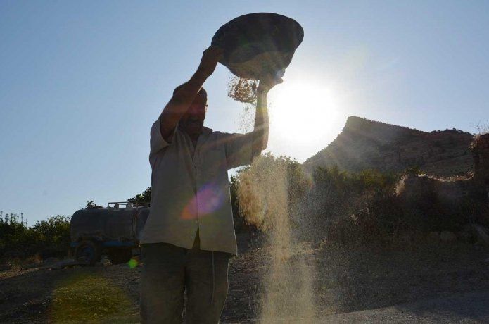 Hasadı yapılan pirinç taş değirmenlerde son aşamadan geçiyor