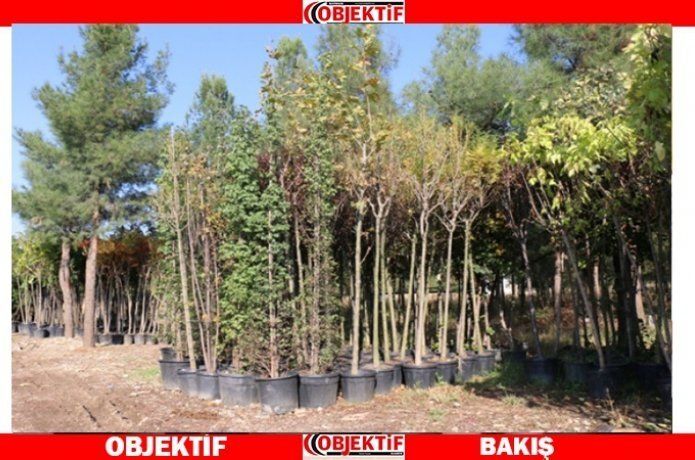 Yeşillendirmede bin ağaç ve 550 bin çiçek