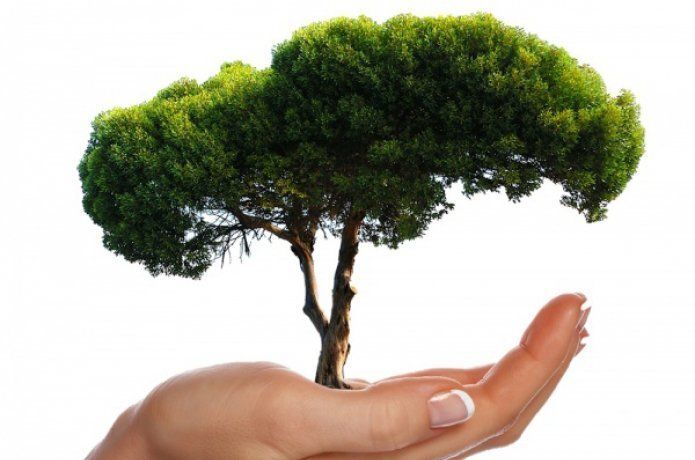 46 bin fidan 11 Kasım'da toprakla Buluşacak