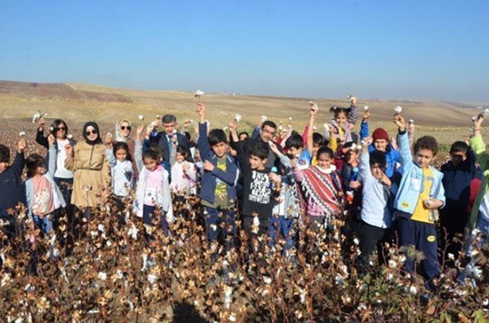 Öğrenciler pamuğu yerinde gördü