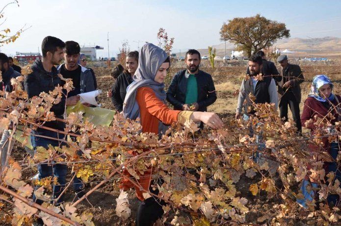 Gercüş’te ilk kez bağbozumu festivali düzenlendi