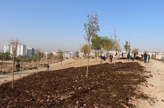 Yaşar Kemal kent ormanına 2500ağaç dikildi