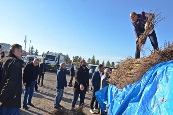 Çiftçilere “Mazrone Üzüm Fidanı” dağıtıldı
