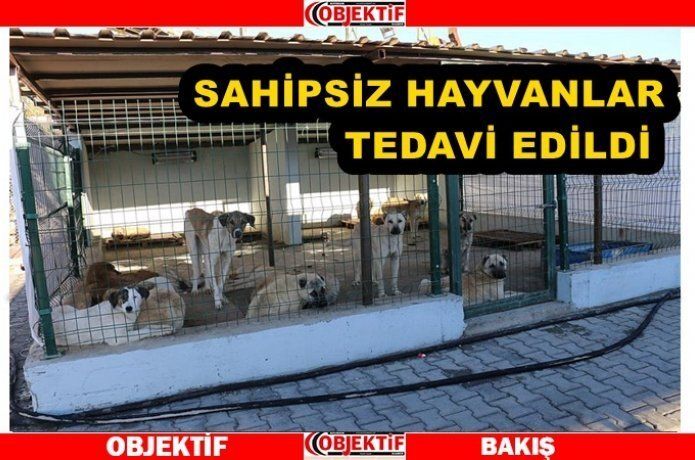 600 hayvana cerrahi müdahalede