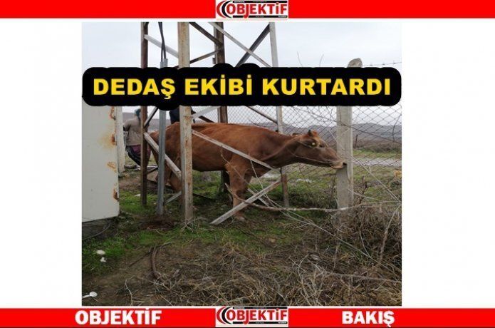 Elektrik direğinde sıkışan inek kurtarıldı