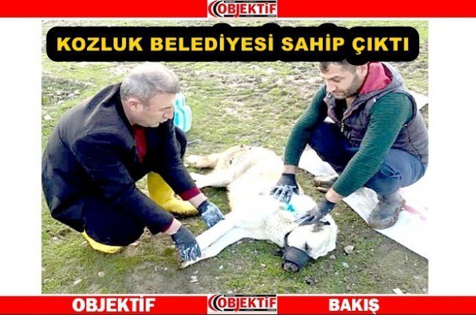 Yaralı köpeğin ayağı alçıya alındı