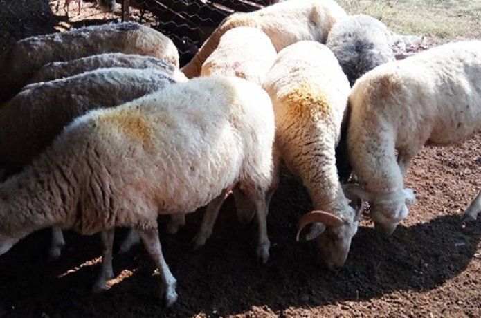 Hayvan hırsızları suçüstü yakalandı
