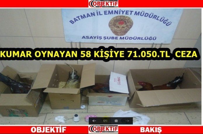 Horoz dövüşü operasyonu