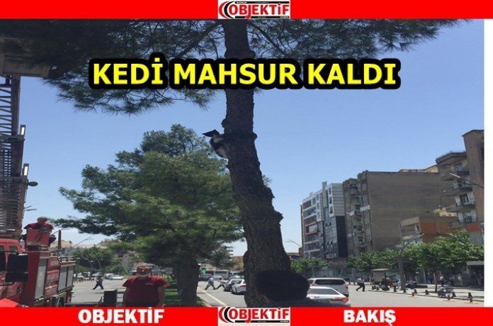 Mahsur kalan kedi kurtarıldı