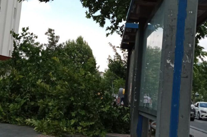 Rüzgardan ağaç devrildi