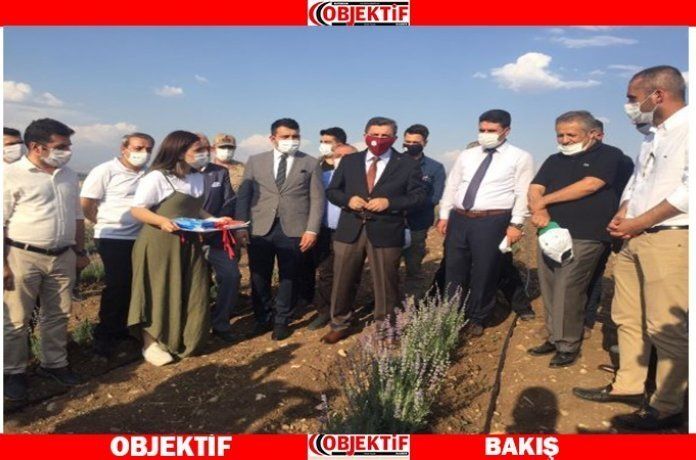 Batmanda ilk lavanta hasadı yapıldı