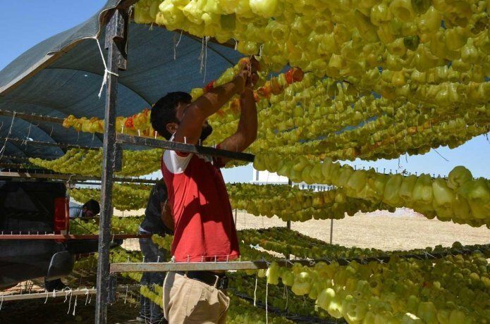 Kurutulmuş Sebzeler Türkiye'nin her tarafına gönderiliyor