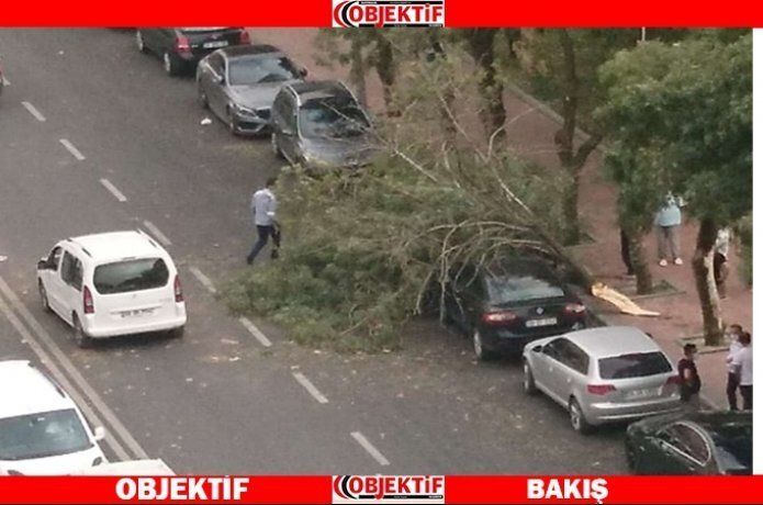 Fırtına ağaç devirdi