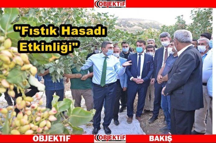 Vali Şahin: “Batman'da her geçen gün fıstık üretimi artıyor”