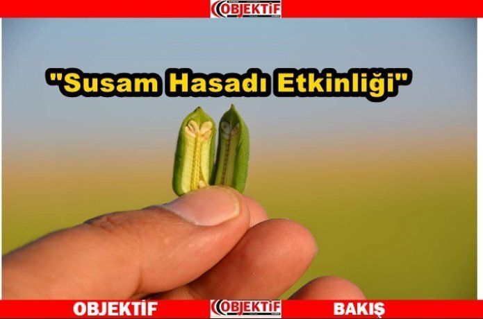 Susam hasadı start aldı