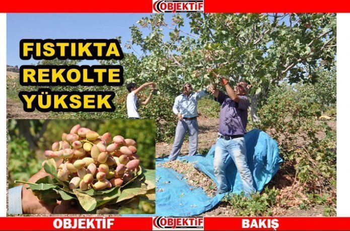 Fıstık hasadı devam ediyor
